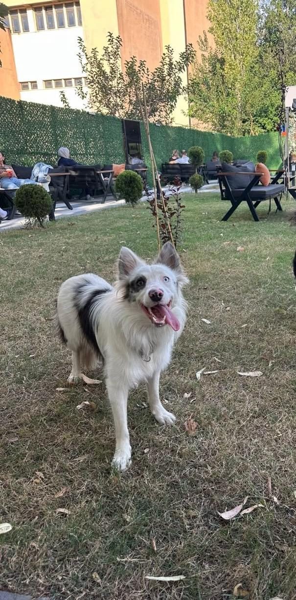 BORDER COLLİE RED MERLE