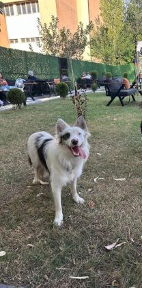 BORDER COLLİE RED MERLE