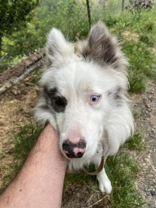 BORDER COLLİE RED MERLE