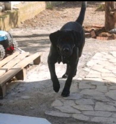 TÜM AŞILARI TAM KÖPEĞİMİZ ÇİPİ KİMLİĞİ PASAPORTU VAR