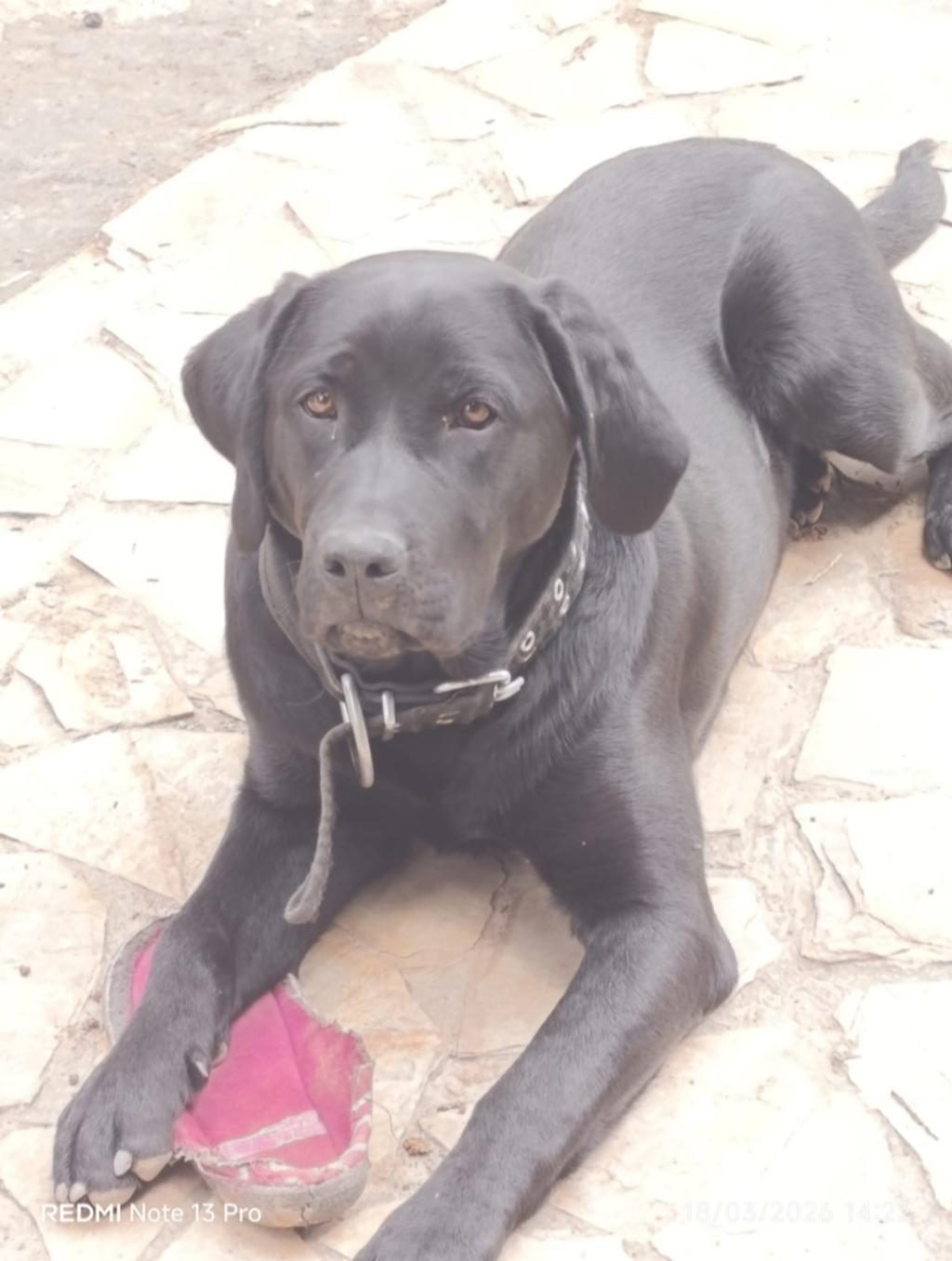 TÜM AŞILARI TAM KÖPEĞİMİZ ÇİPİ KİMLİĞİ PASAPORTU VAR