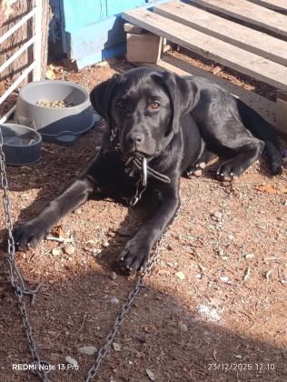 TÜM AŞILARI TAM KÖPEĞİMİZ ÇİPİ KİMLİĞİ PASAPORTU VAR