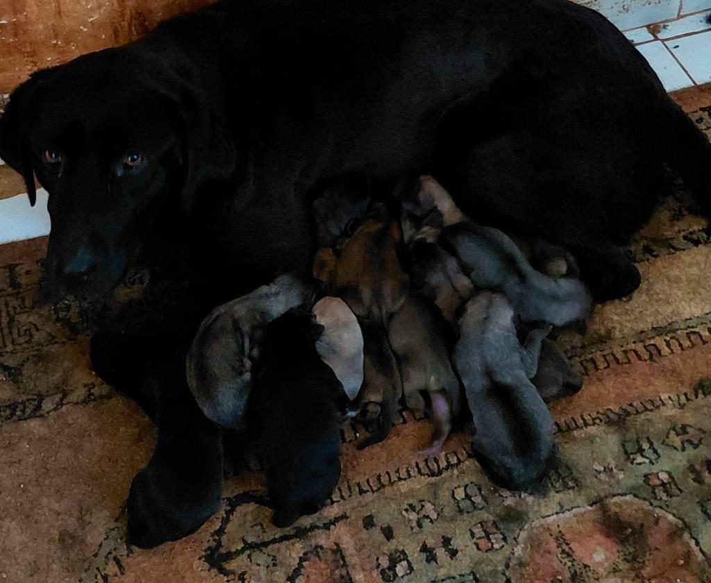 LABRADOR YAVRULARI 3 GÜNLÜK