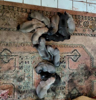 LABRADOR YAVRULARI 3 GÜNLÜK