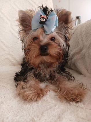 ORJİNAL BABY FACE YORKSHİRE TERRİER ERKEK