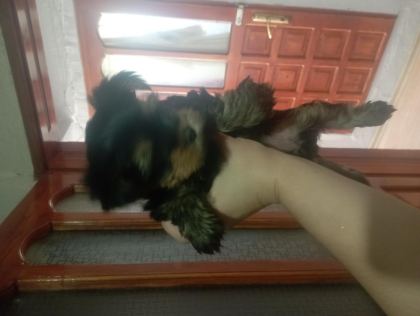 YORKSHİRE TERRİER KÖPEĞİMİZ