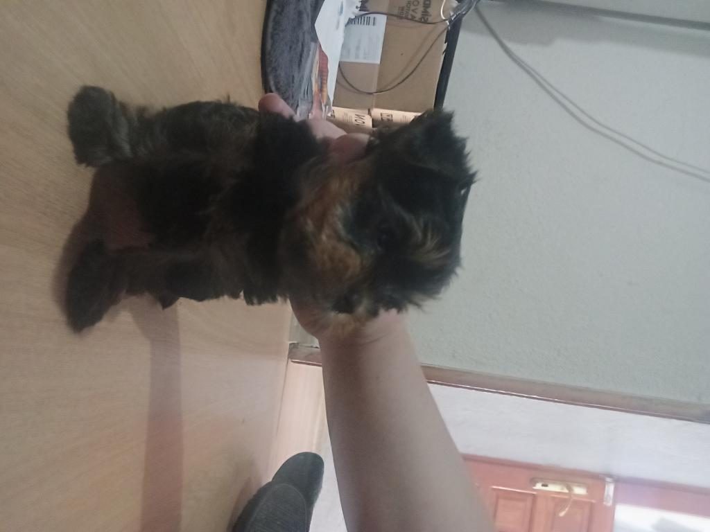 YORKSHİRE TERRİER KÖPEĞİMİZ