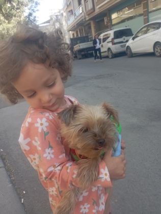 YORKSHİRE TERRİER KÖPEĞİMİZ