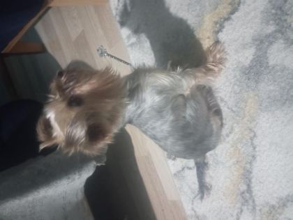 YORKSHİRE TERRİER KÖPEĞİMİZ