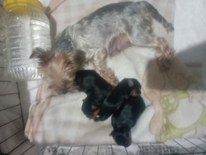 YORKSHİRE TERRİER KÖPEĞİMİZ