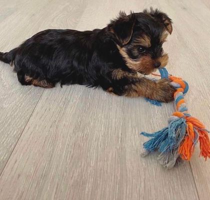 MİNNOŞ YAVRU KÖPEKLER