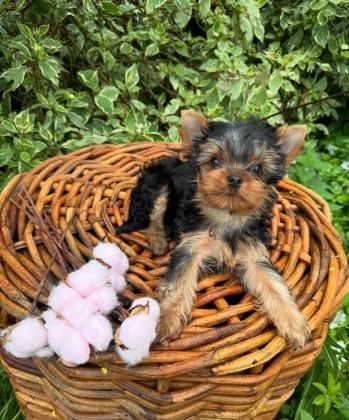 TEACUP YORKSHİRE TERRİER