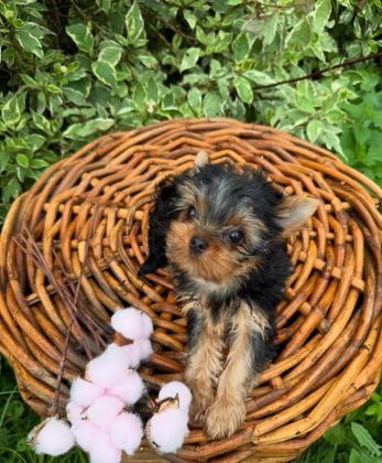 TEACUP YORKSHİRE TERRİER
