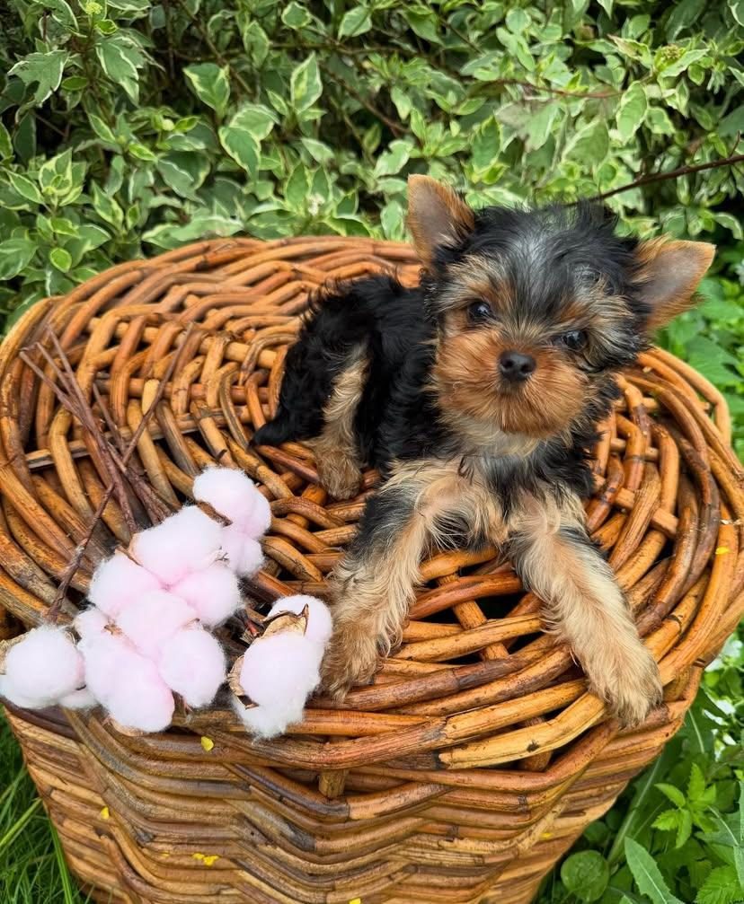 TEACUP YORKSHİRE TERRİER