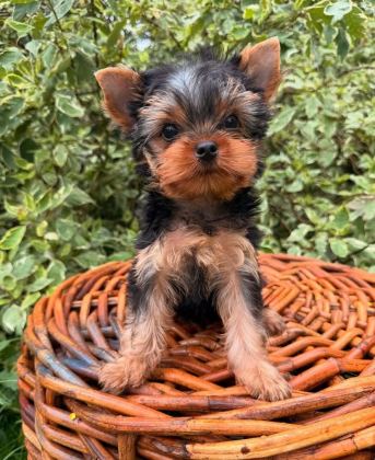 TEACUP YORKSHİRE TERRİER