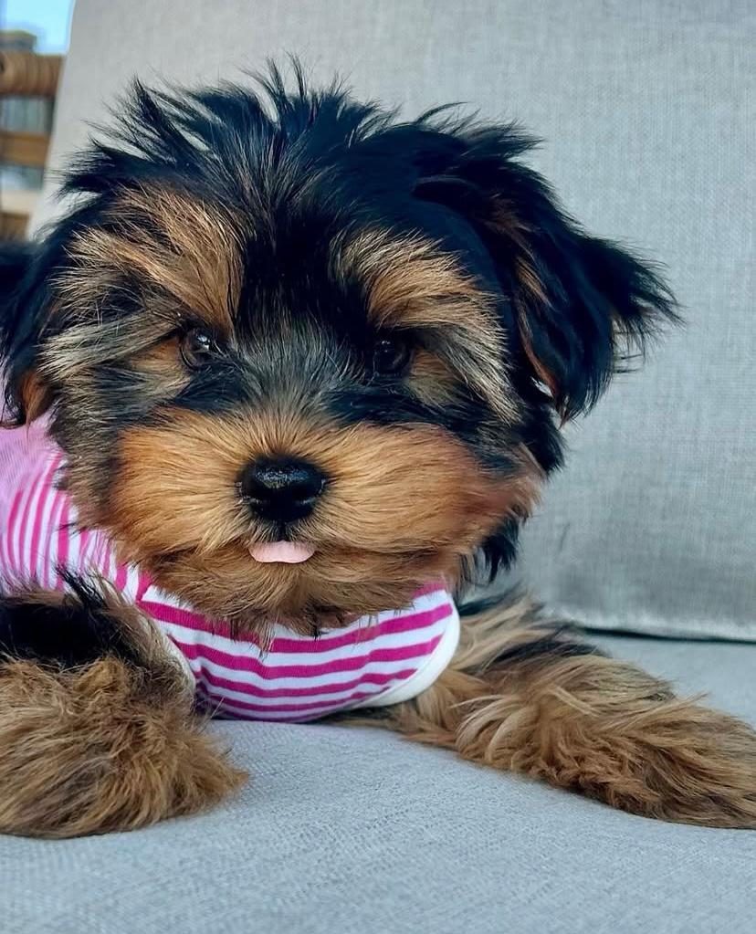 HİPOALERJENİK TÜYLERE SAHİP YAVRU KÖPEKLER