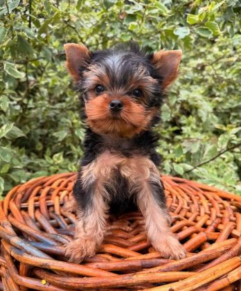 TEACUP YORKSHİRE TERRİER