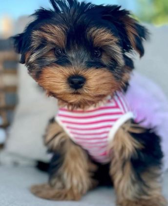 HİPOALERJENİK TÜYLERE SAHİP YAVRU KÖPEKLER