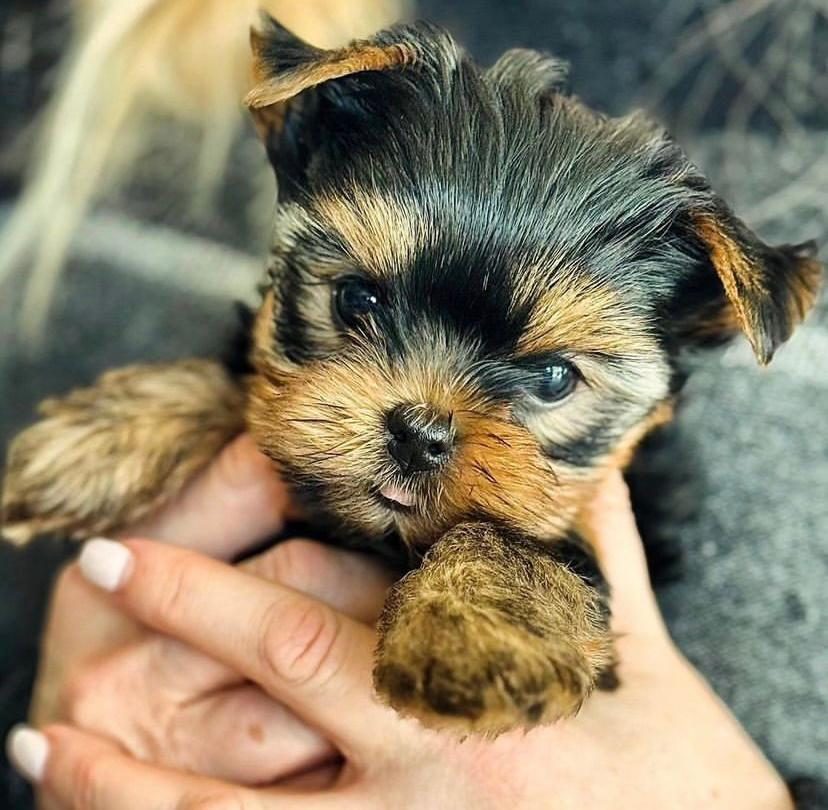 MİNNOŞ YAVRU KÖPEKLER