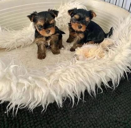 MİNNOŞ YAVRU KÖPEKLER