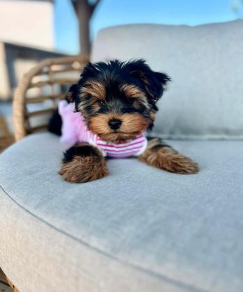 HİPOALERJENİK TÜYLERE SAHİP YAVRU KÖPEKLER