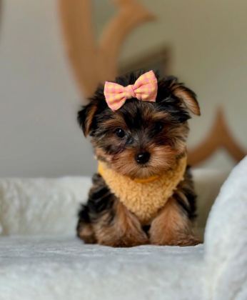 HİPOALERJENİK TÜYLERE SAHİP YAVRU KÖPEKLER