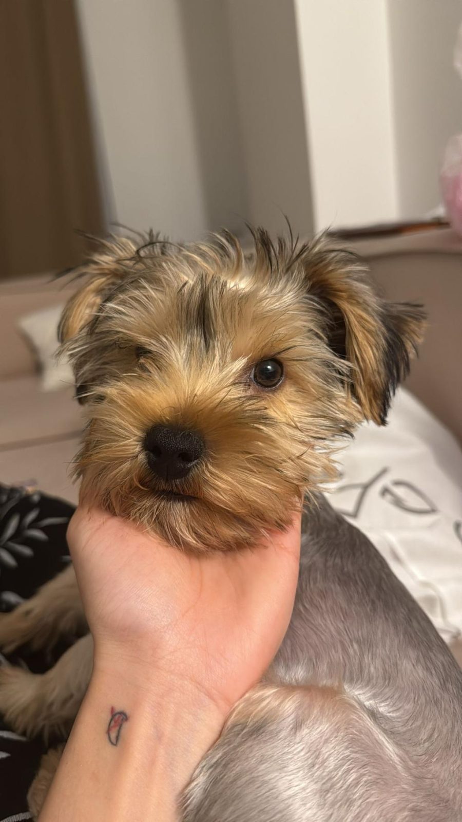 5 AYLIK TEACUP YORKSHİRE TERRİER ERKEK YAVRU