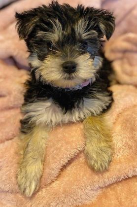 SEVGİ DOLU VE UYUMLU YAVRU KÖPEKLER