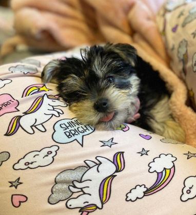 SEVGİ DOLU VE UYUMLU YAVRU KÖPEKLER