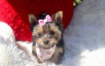 TEACUP EĞİTİMLİ YORKSHİRE TERRİER YAVRULAR