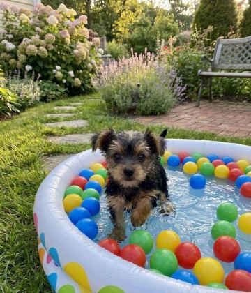EVİNİZİN MASKOTU OLACAK MÜKEMMEL DOST KÖPEĞİMİZ