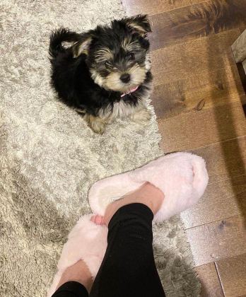 SEVGİ DOLU VE UYUMLU YAVRU KÖPEKLER