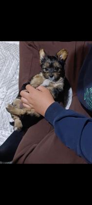 YORKSHİRE TERRİER YORKİ