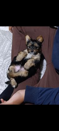 YORKSHİRE TERRİER YORKİ