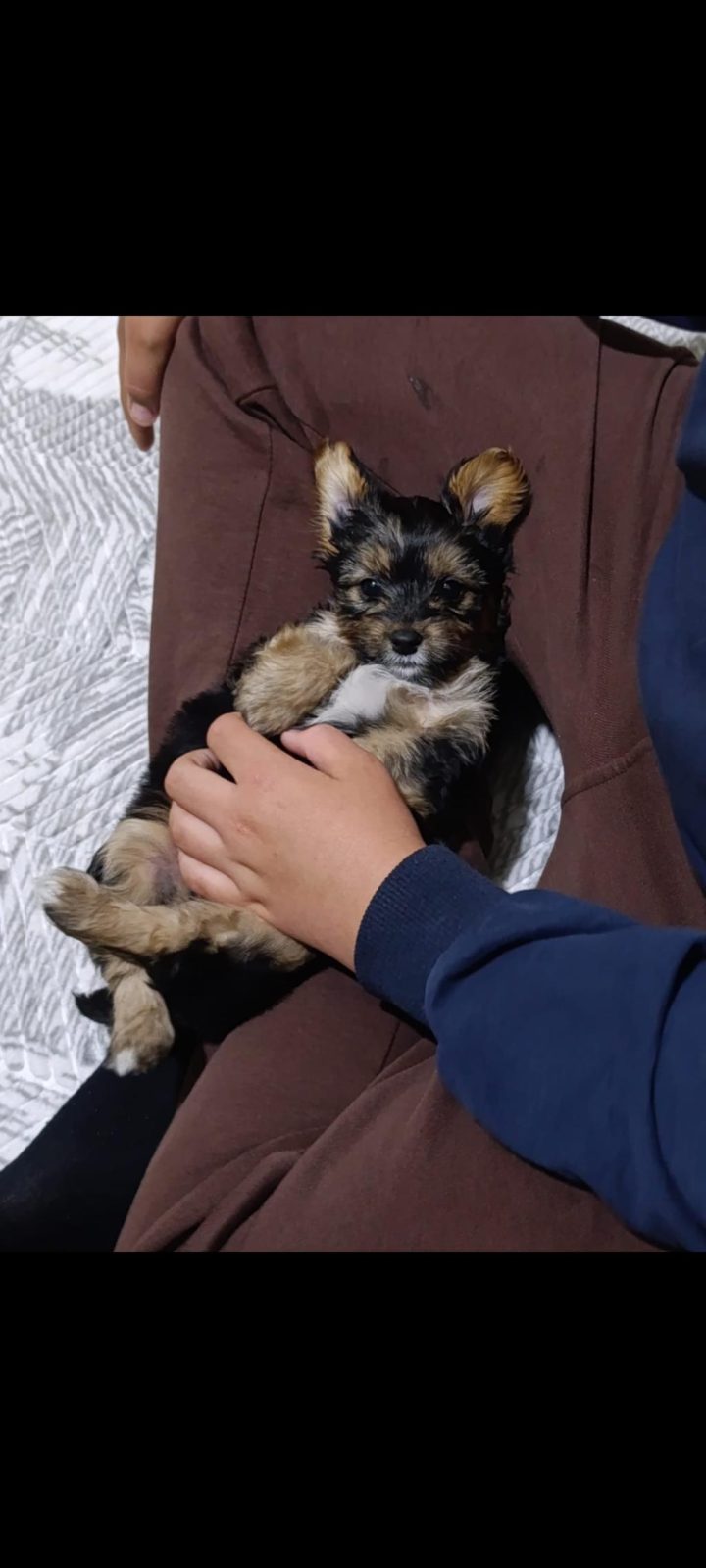 YORKSHİRE TERRİER YORKİ