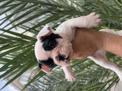 A KALİTE ORJİNAL FRANSIZ BULLDOG