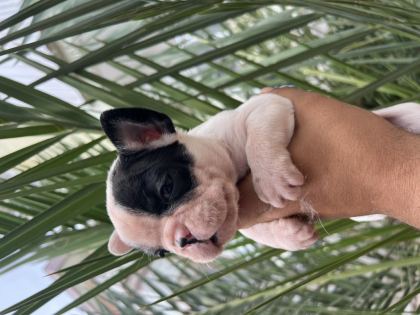 A KALİTE ORJİNAL FRANSIZ BULLDOG