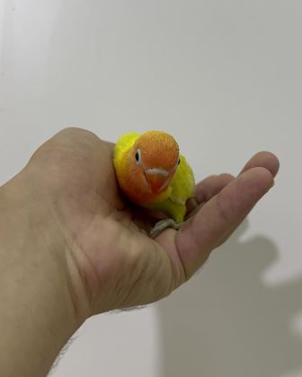 EL BESLEME YAVRU CENNET PAPAĞANLAR