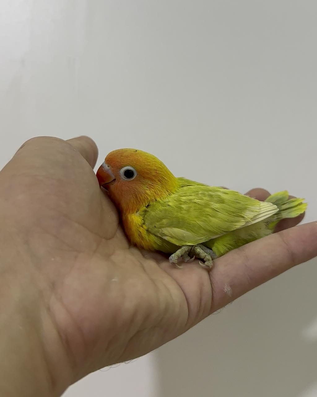 EL BESLEME YAVRU CENNET VE SEVDA PAPAĞANLAR