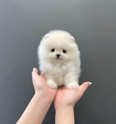 POMERANİAN BOO YAVRULAR