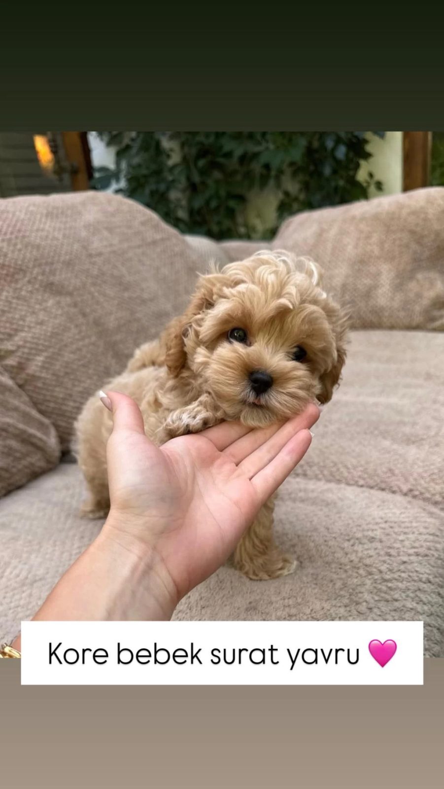 Kore Maltipoo Köpeklerimiz