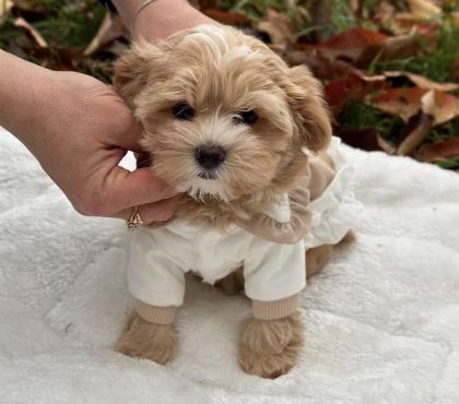 MALTİPOO YAVRULAR