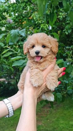 KORE MALTİPOO EĞİTİMLİ
