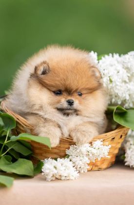 POMERANİAN BOO TEDDY BEAR AYI SURAT IRK GARANTİLİ