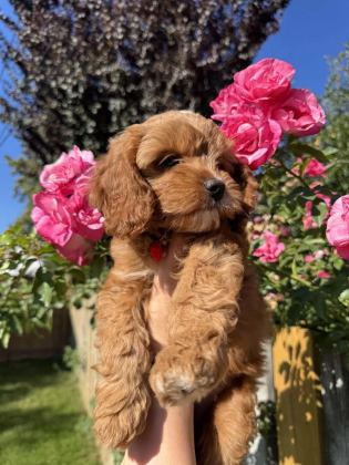 Kore Maltipoo Yavrular