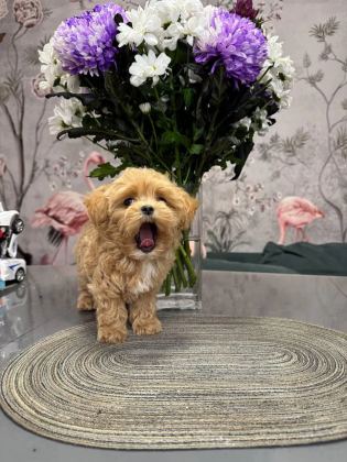 Kore Maltipoo Yavrularımız