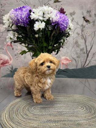 Kore Maltipoo Yavrularımız