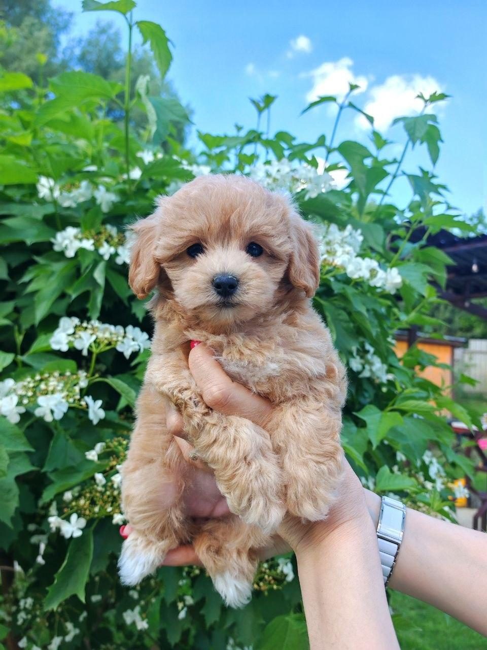 KORE MALTİPOO EĞİTİMLİ