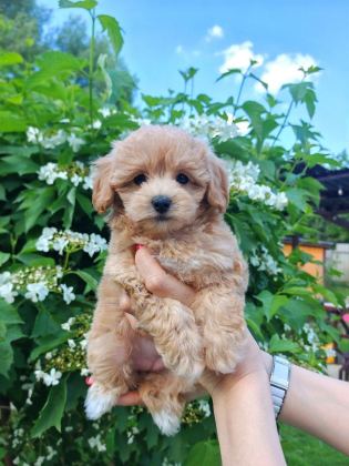 KORE MALTİPOO EĞİTİMLİ