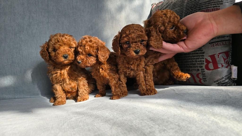 TOY POODLE YAVRULAR